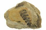 Fern (Pecopteris) Fossil - Mazon Creek #262572-1